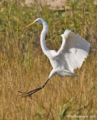 GreatEgret09c.jpg