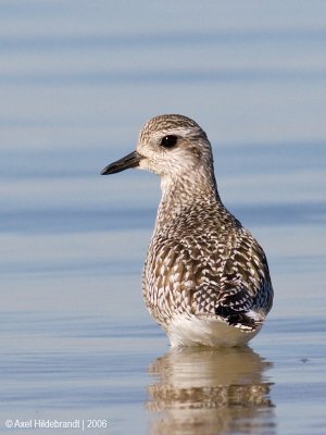 Black-belliedPlover01c.jpg