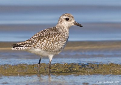 Black-belliedPlover02c.jpg