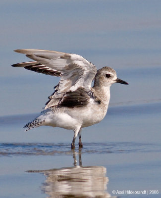 Black-belliedPlover03c.jpg