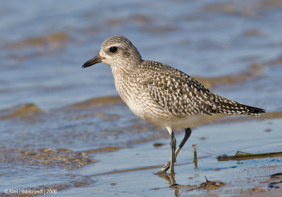 Black-belliedPlover04c.jpg