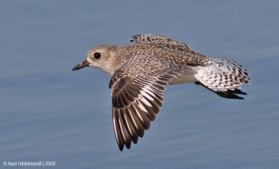 Black-belliedPlover05c.jpg