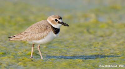 Wilson's Plover