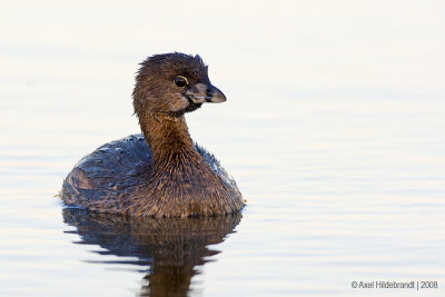 Pied-billedGrebe06c2777.jpg