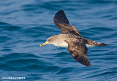 CorysShearwater01c3690.jpg