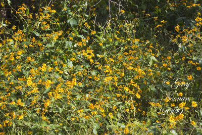 flowers yellow 090720080112.jpg