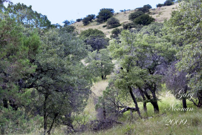 trees and hills 090720080065.jpg