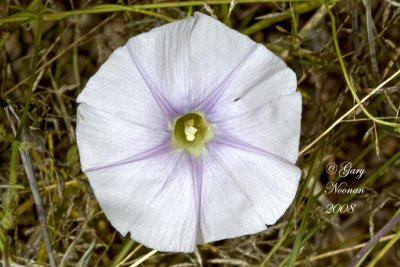 birds foot morning glory flower white 091820080779 copy.jpg