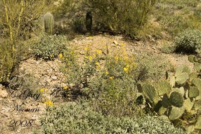 brittlebrush and cacti 031020080077 copy.jpg