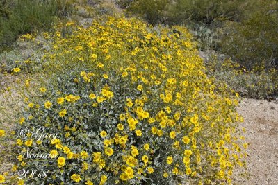 brittlebush plant 040120080170 copy.jpg