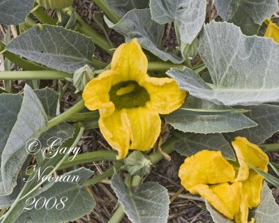 buffalo gourd female flower leaves 061520080517 copy.jpg