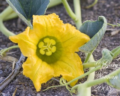 buffalo gourd flower 061520080023 copy.jpg