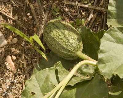 buffalo gourd gourd young 080620070811 copy.jpg