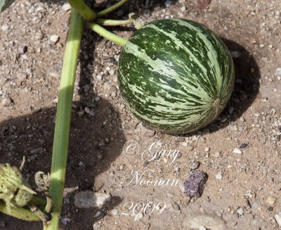 buffalo gourd green _MG_6186.jpg