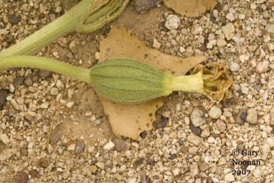 melon loco gourd small 081820070344 copy.jpg