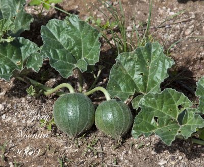 melon loco gourds green _MG_6183.jpg