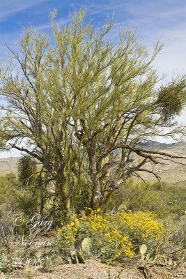 palo verde brittle bush 040120080533 copy.jpg