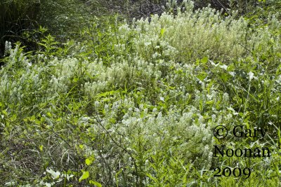 pepper grass 081020080215.jpg