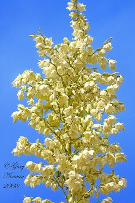 soaptree yucca flowers 061520080616.jpg