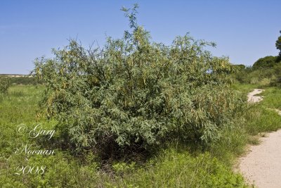 velvet mesquite bush _MG_6497.jpg