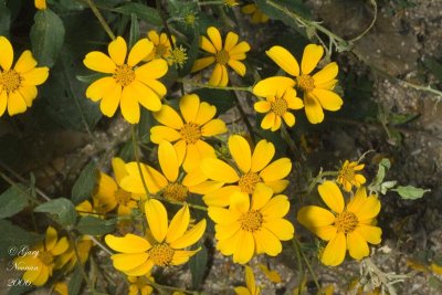 yellow flowers jIMG_5629 copy.jpg