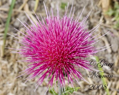 yellow spined thistle 061520080513 copy.jpg