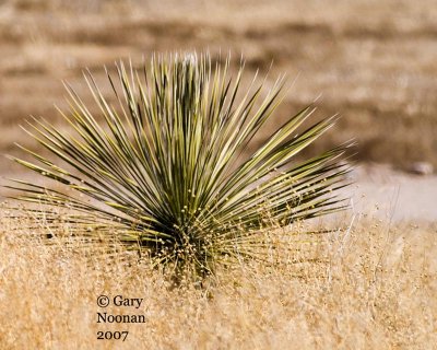 yucca _MG_9837 copy.jpg