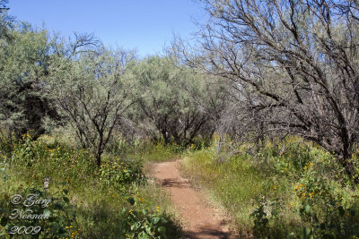 path in sun 091820080215 copy.jpg