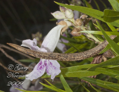 desert willow fruit 062120090003 copy.jpg