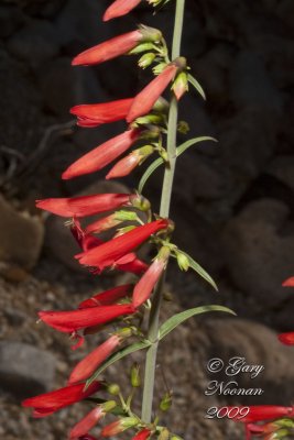 scaralet penstemon 062120090277.jpg