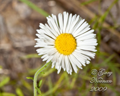 spreading fleabane 092420090559 copy.jpg