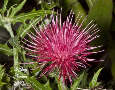 wavyleaf thistle 092120090661 copy.jpg