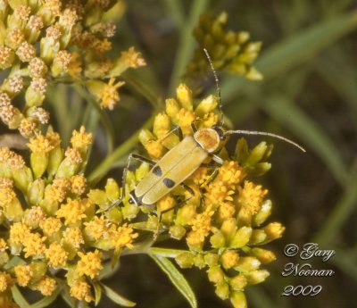 cantharid 100820090501 copy.jpg