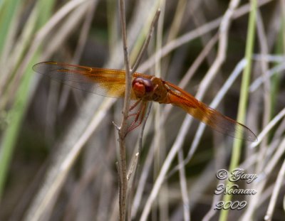 dragonfly orange 062020090258 copy.jpg