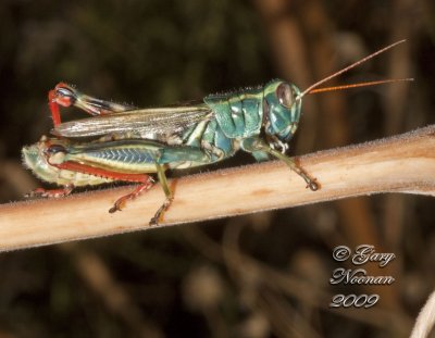 green grasshopper 101720080323 copy.jpg