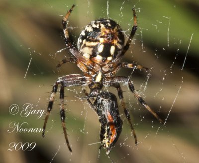 spider w prey 100820080493.jpg