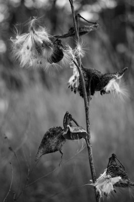 Exploding Pods