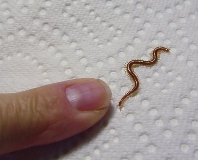 Centipede