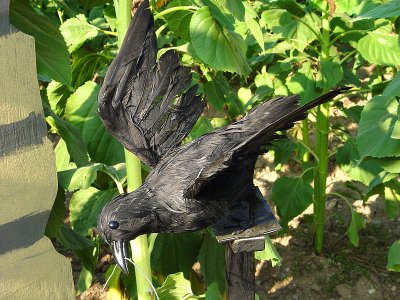 Scare Crow 12