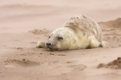 Grey Seal Pup