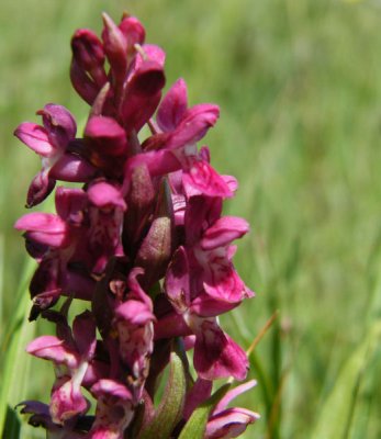 Early Marsh Orchid, Kenfig Nature Reserve