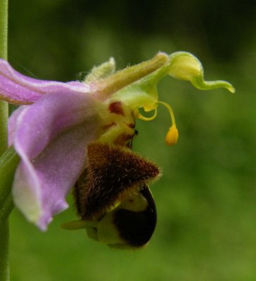 Bee orchid profile Gwent WLT Reserve