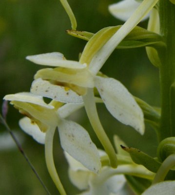 Butterfly orchid  detail Gwent Wildlife Trust Reserve