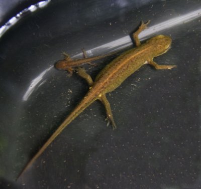 Common Newt (no licence required!)