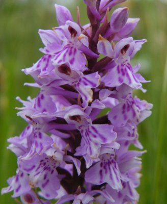 Common spotted Orchid Gwent Wildlife Trust
