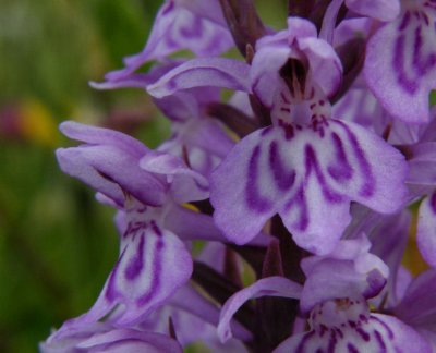 Common spotted Orchid detail Gwent Wildlife Trust