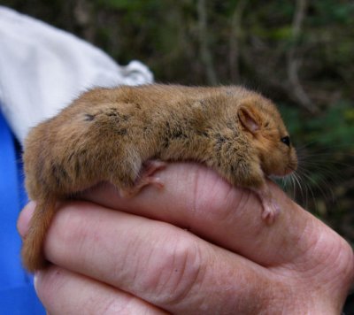 Female Dormouse (weighing 18 grams)  Gwent Wildlife Trust Nestbox Survey
