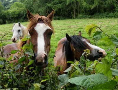 Three Horses