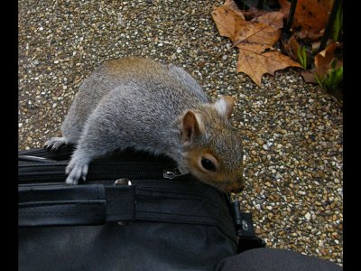 grey squirrel