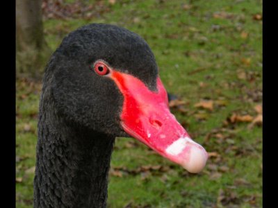 black swan